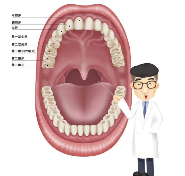 牙齿窝沟封闭是什么意思