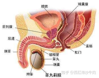 医院前列腺安摩一次多少钱