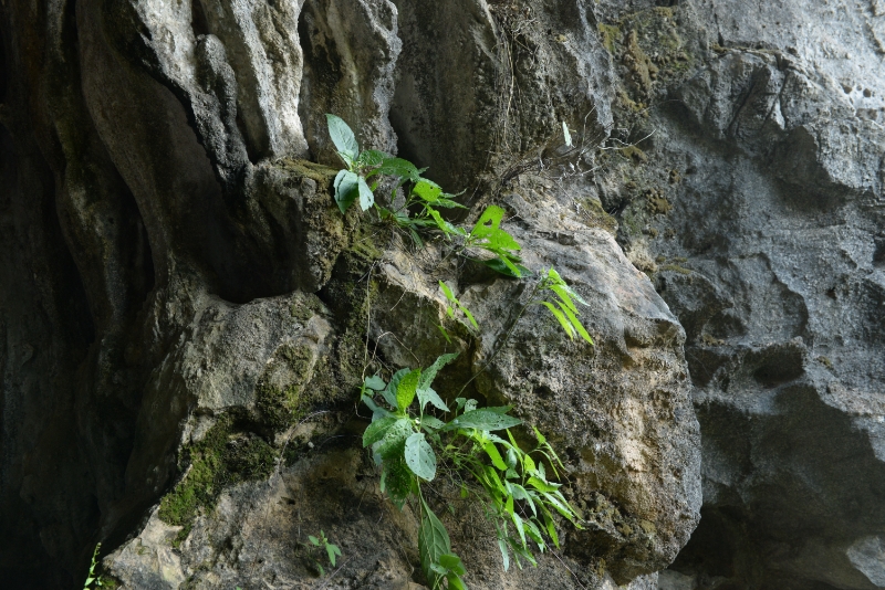 攀岩花卉有哪些