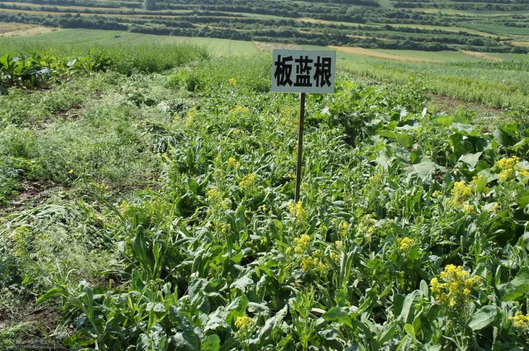 中药材种植基地